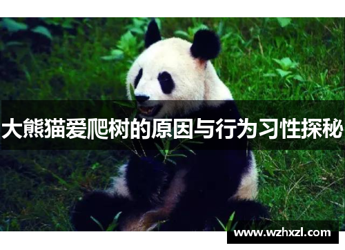 大熊猫爱爬树的原因与行为习性探秘